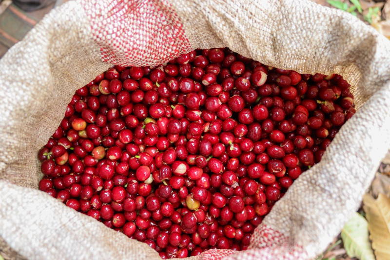 Kaffeekirschen Dimtu Farm, Äthiopien 2025