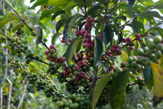 Kaffeesträucher in äthiopischen Waldgärten Kaffeesträucher werden bis zu 3,5 Meter groß und kommen in wilder Form nur noch in Äthiopien vor.