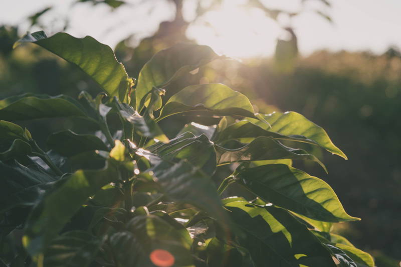 Kaffeeland Brasilien