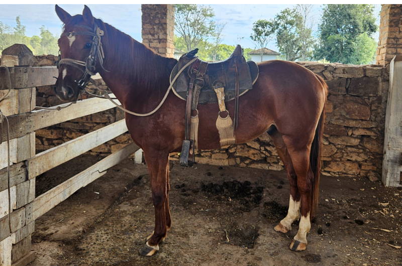 Pferd bei Monte Alegre 2025