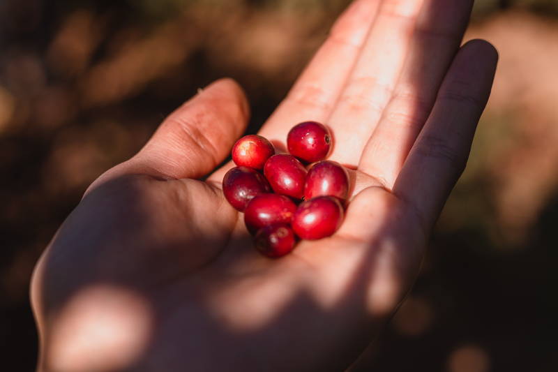 Hand mit Kaffeekirschen Santuario Sul