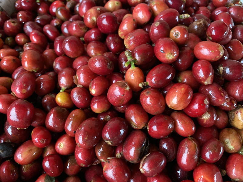 Kaffeekirschen, Hendra Farm, Indonesien