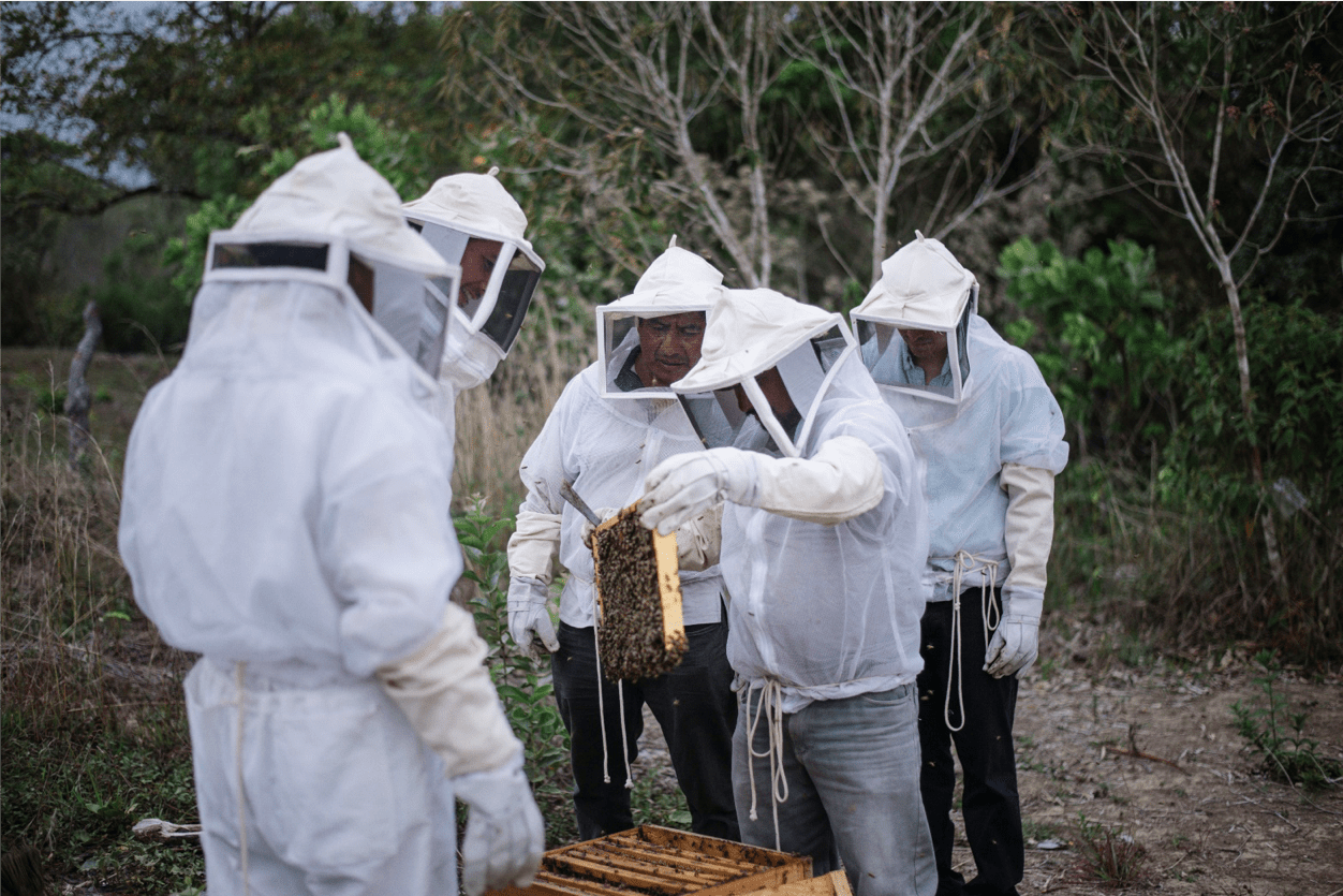 Imker stehen um eine Bienenstock, Food4Farmers, CESMACH Kooperative, Mexiko