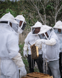 Beekeepers stand around a beehive, food4farmers, CESMACH Cooperative, Mexico