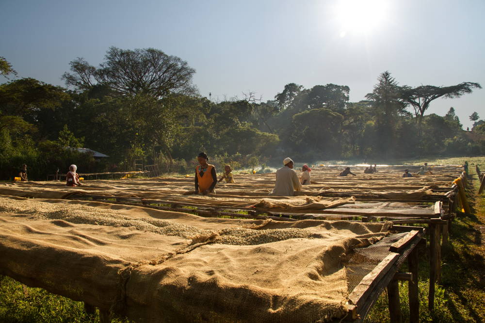Drying Beds zum Trocken der Kaffees im äthiopischen Hochland
