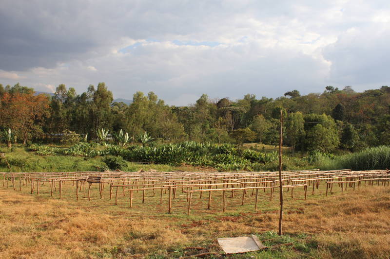 Unterwegs in Yirgacheffe