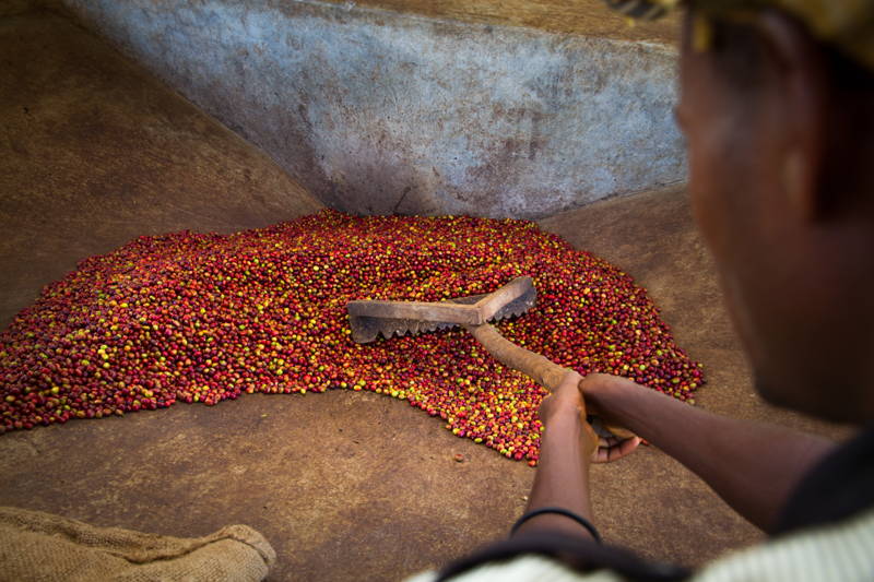 Frisch geerntete Kaffeekirschen