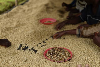 coffee-circle-kongo-69.JPG