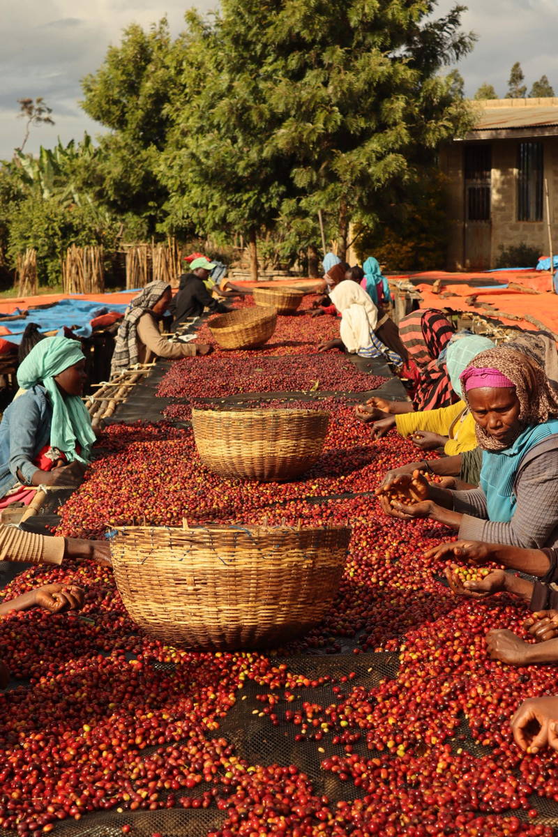 Kaffeefarmerinnen sortieren Kaffeekirschen Dimtu Farm, Äthiopien 2025