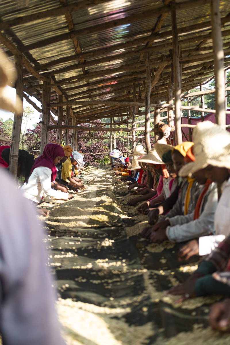 Äthiopien 2024, Kaffefarmer:innen