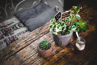 Wir stellen vor: The Greens – Coffee & Plants Wir stellen vor: The Greens – Coffee & Plants