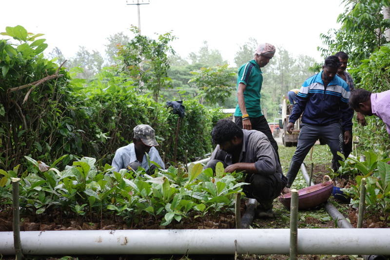 South India Coffee Company