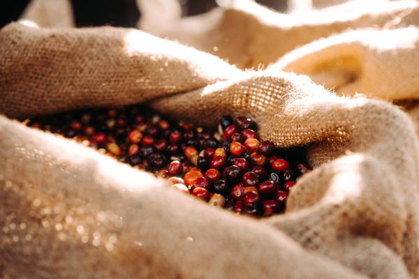 Kaffeekirschen in den Kaffeesäcken