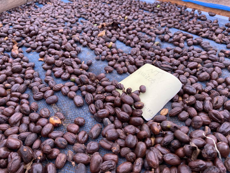 Trockenbett mit Bohnen, Hendra Farm, Indonesien