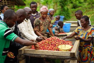 coffee-circle-kongo-105.JPG