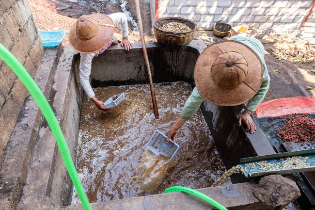 Jadae Myanmar Kaffee