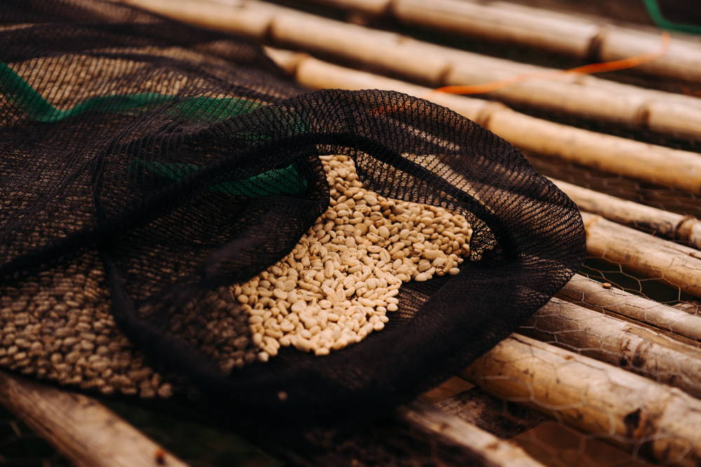Der getrocknete Rohkaffee Sediloya