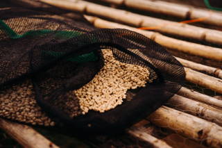 Der getrocknete Rohkaffee Sediloya