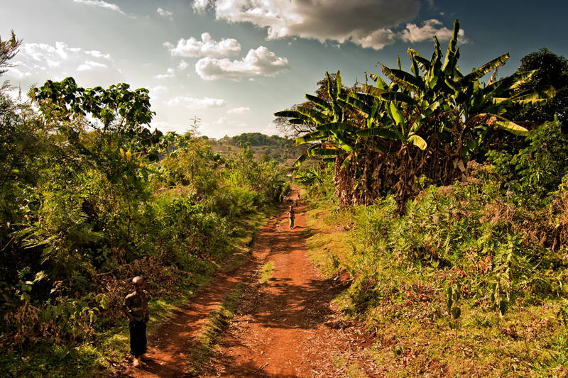 Insbesondere die in Äthiopien häufig vorkommenden vulkanischen Böden sind sehr nährstoffreich - perfekt für den Kaffee.