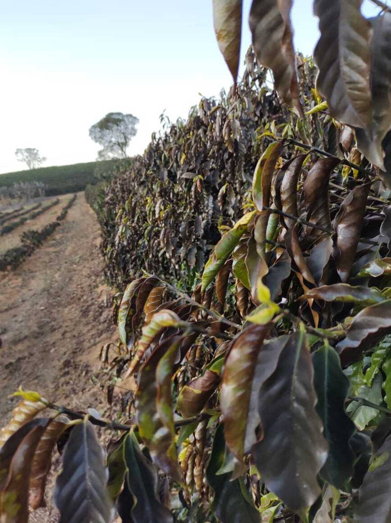 Von Frost betroffene Kaffeepflanzen von Ademilson in Brasilien