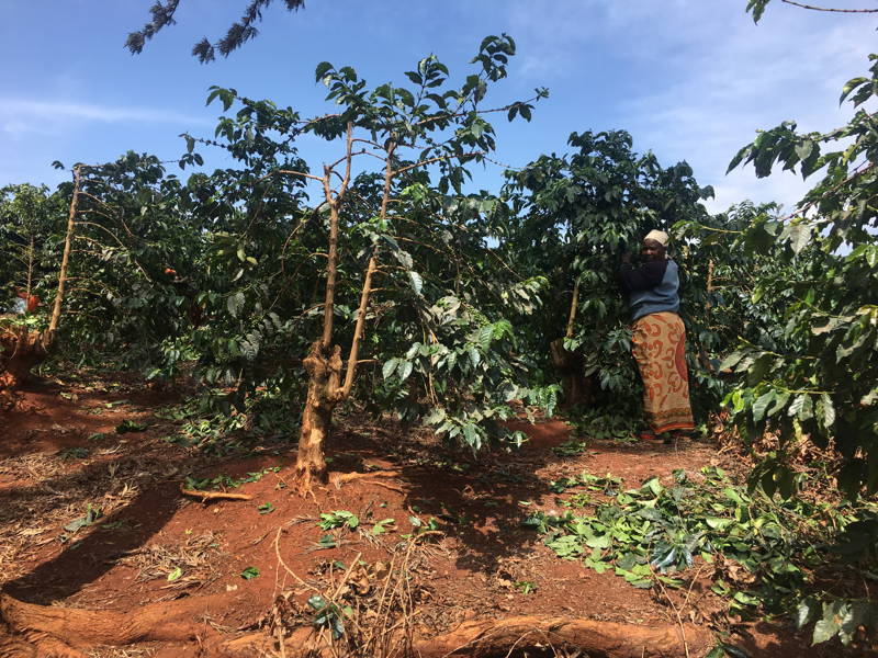Beim Pflücken von Hand