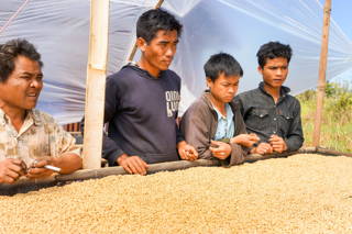 Kaffeeanbau in Laos Zu Besuch