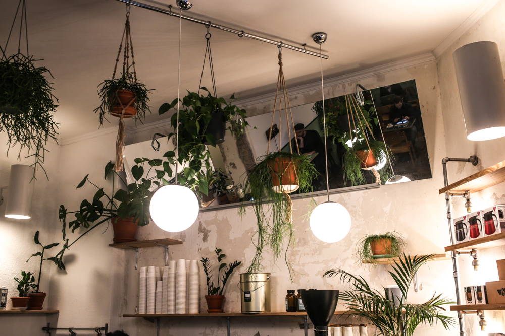 Populus Coffee Pflanzen
