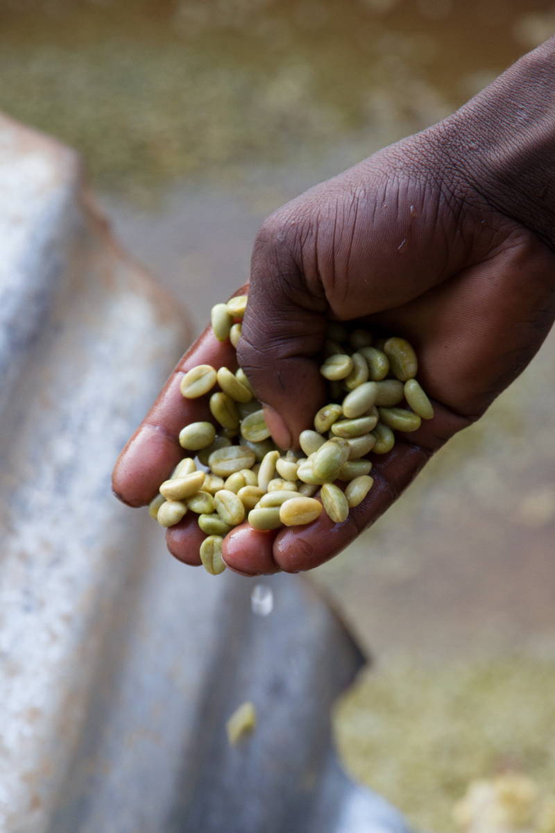 Kaffeekirschen in der Wetmill