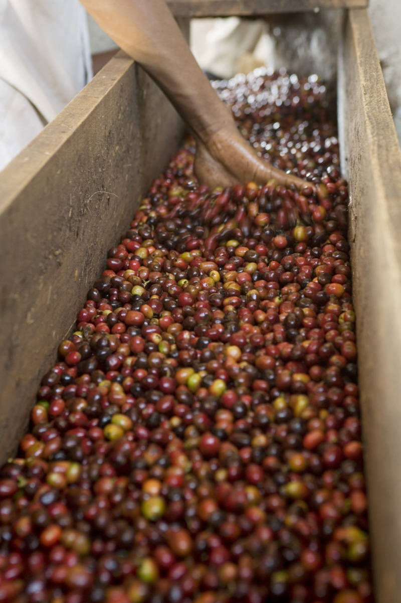 Kaffeekirschen in der Wetmill