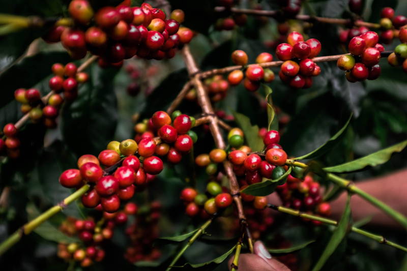 Reife Kaffeekirschen