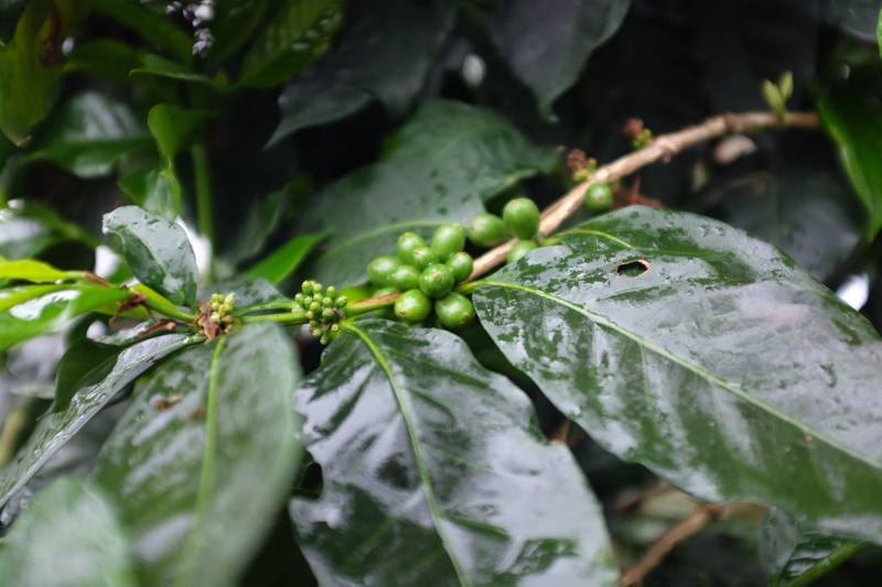 Der Kaffeeanbau in Kolumbien