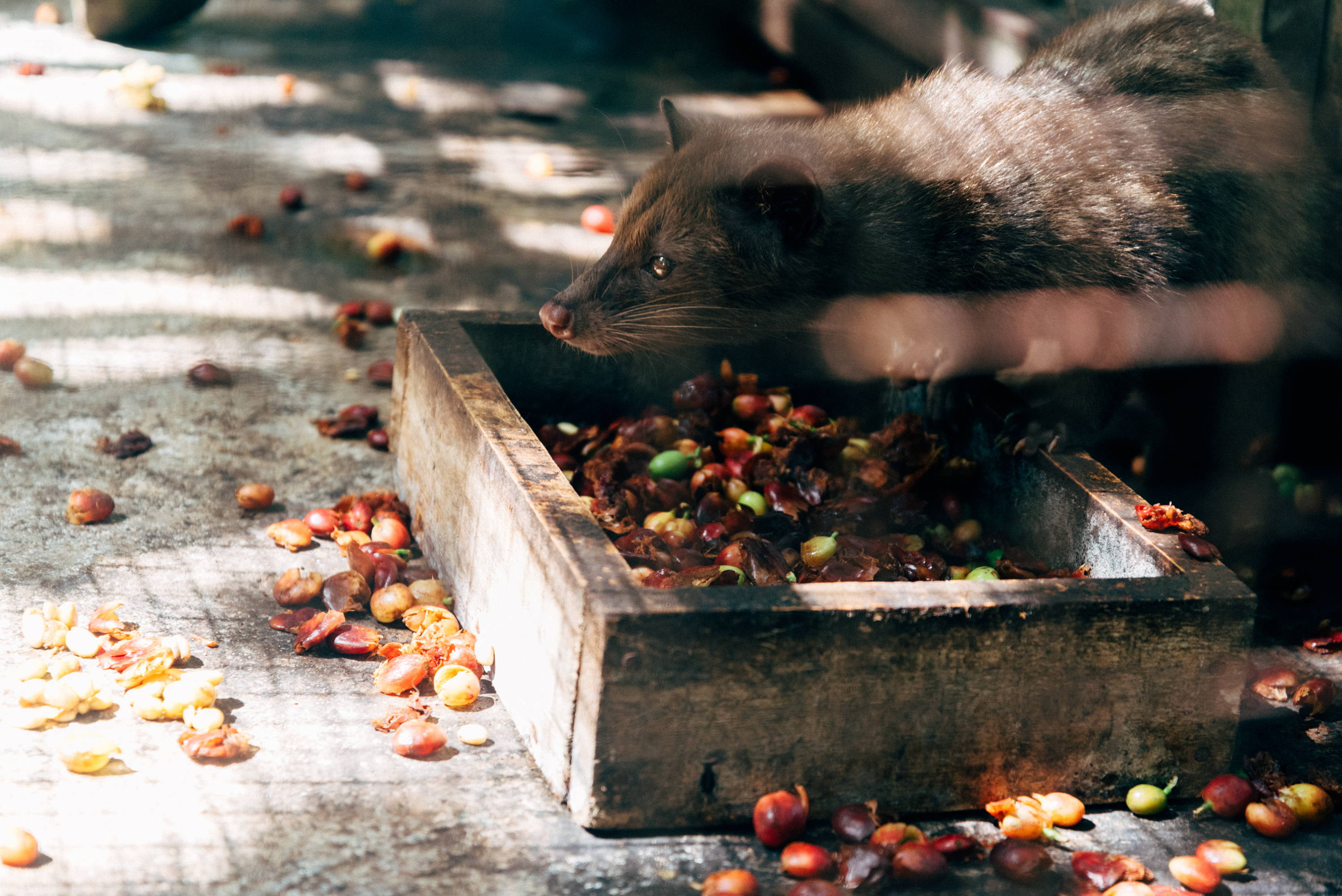 Katzenkaffee - Kopi Luwak - Civet