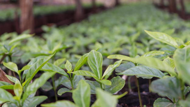 Seedlings Dimtu Farm, Ethiopia 2025