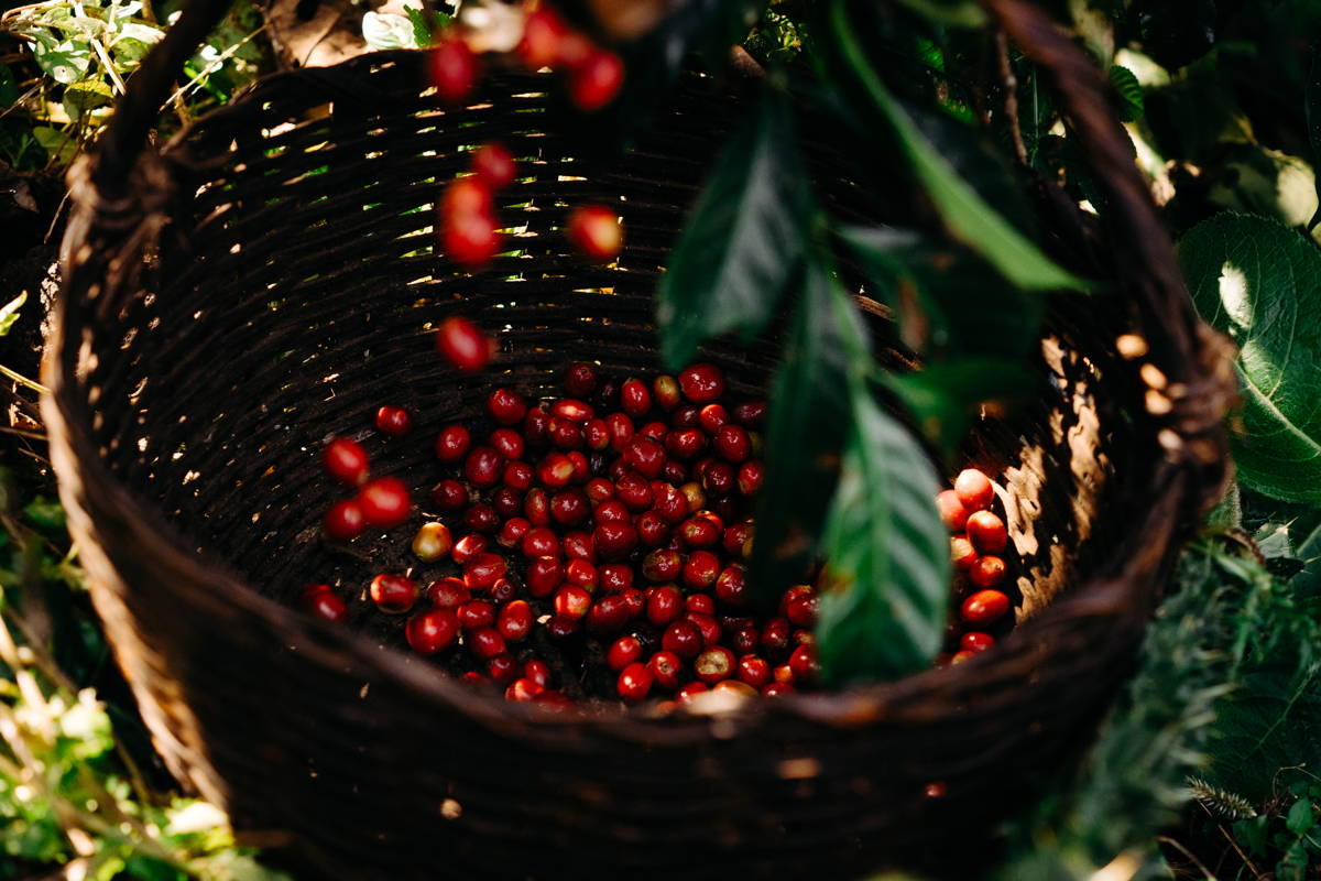 Kaffeekirschen in den Bastkörben