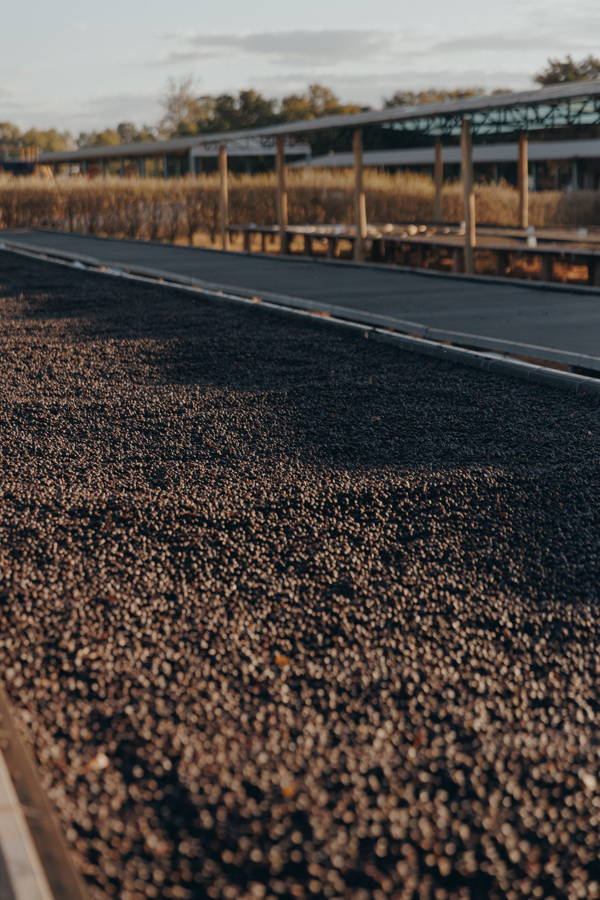 coffee cherries, Daterra 2025