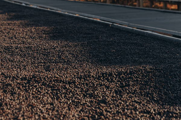 coffee cherries, Daterra 2025