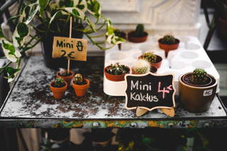 Wir stellen vor: The Greens – Coffee & Plants Wir stellen vor: The Greens – Coffee & Plants
