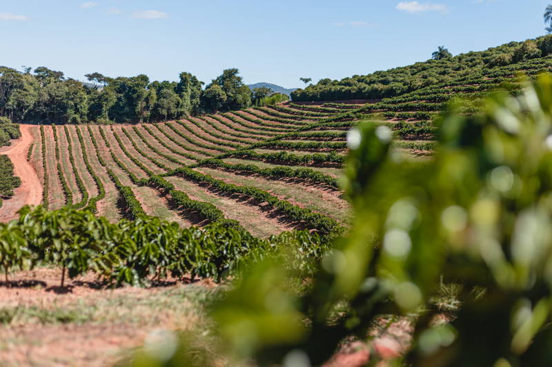 Kaffeeplantage Santuario Sul Brasilien