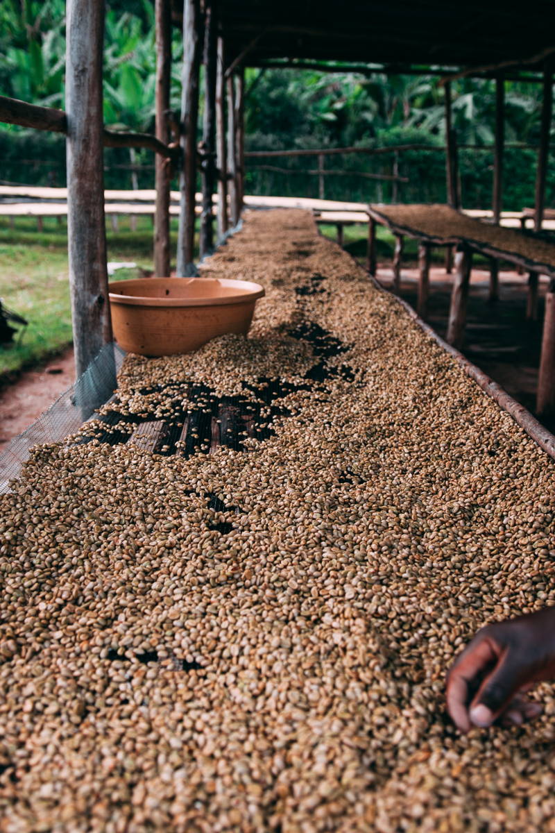 Drying Coffee Beans at Vunga CWS, Muraho Co., Rwanda
