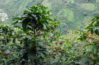 Coffeecircle_Reise_Kolumbien_Fieldtrip_3_60.JPG Kaffeekirsche Kolumbien