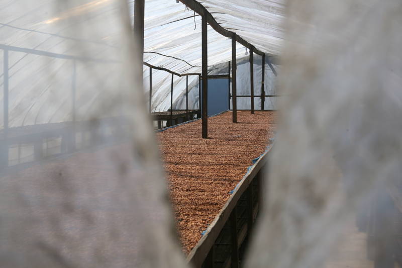 Trockenbetten mit Bohnen, Hendra Farm, Indonesien