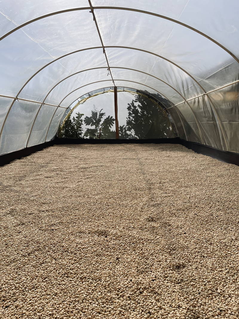 Trocknung von Kaffee in Kolumbien in den Green Houses