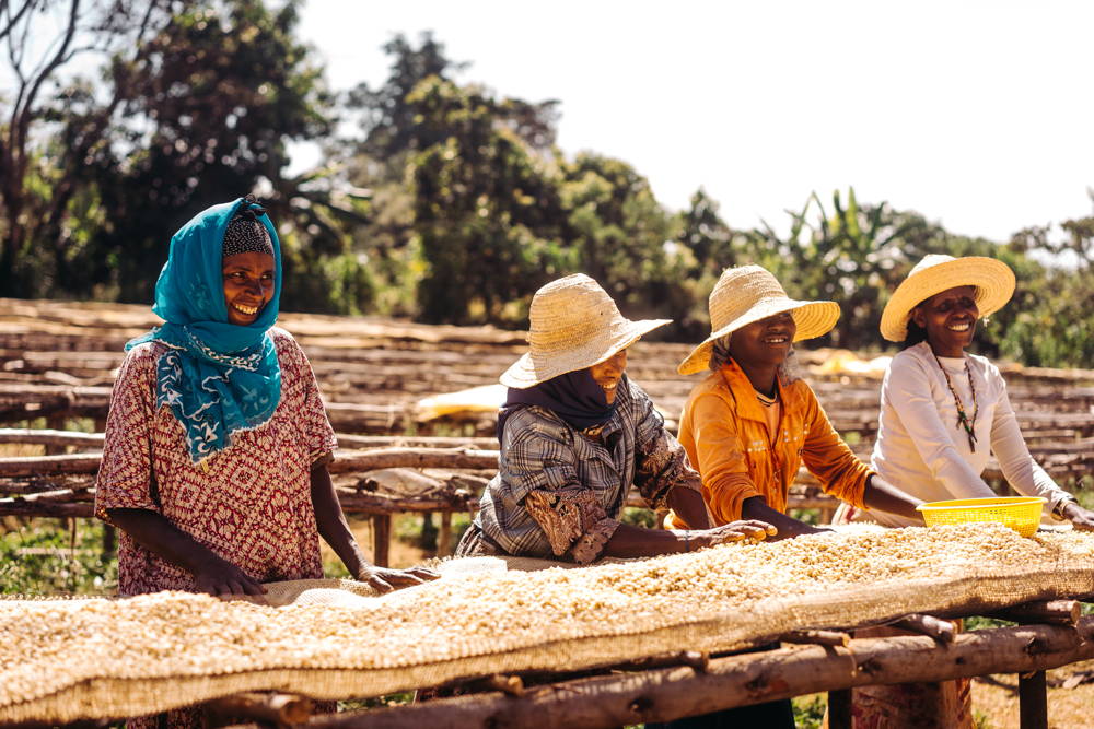 Kaffee wird in der Sonne getrocknet Arbeiterinnen an den Drying Beds