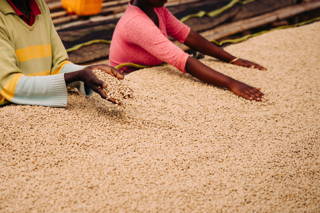 Die Drying Beds Der Rohkaffee auf den Drying Beds