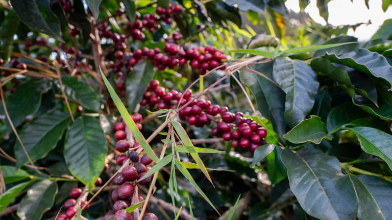 Kaffeekirschen bei APAS