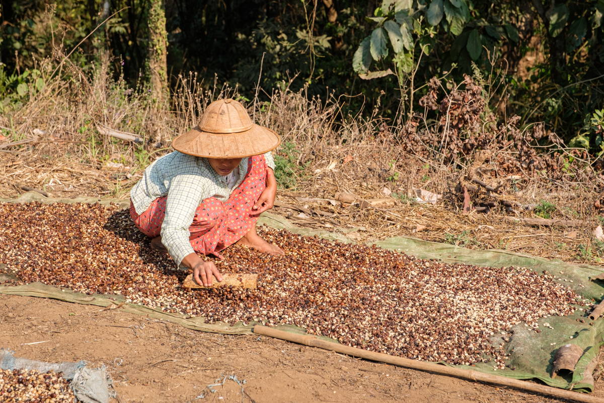 Jadae Myanmar Kaffee
