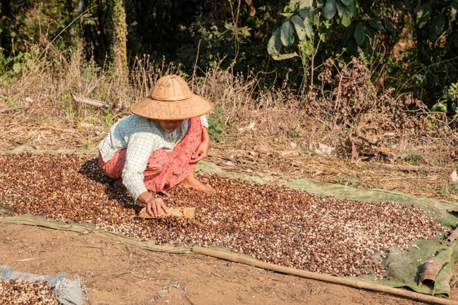 Jadae Myanmar Kaffee