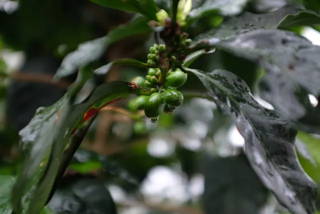 House blend 1.jpg