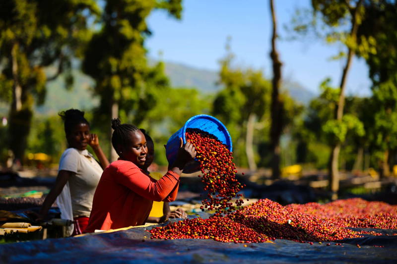 Farmerin schüttet Kaffeekirschen auf Drying Beds in Äthiopien