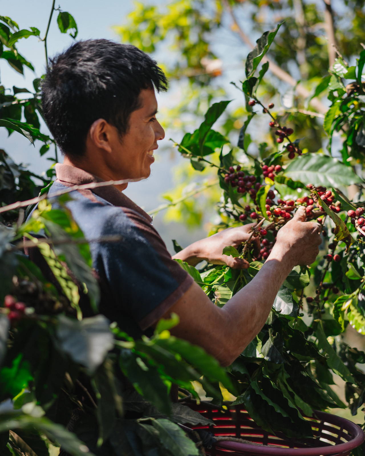 Guatemala Origin